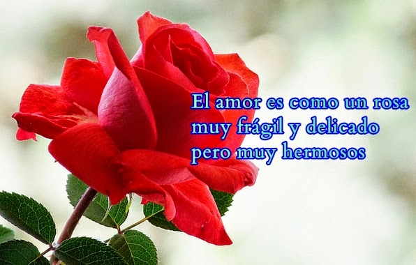 rosas-de-amor_el-hombre