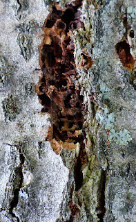 Pyrale de l'écorce du tilleul (Chrysoclista linneella)