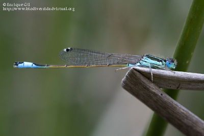 http://www.biodiversidadvirtual.org/insectarium/Ischnura-elegans-img584347.html