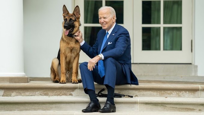 Biden kutyája négy hónap alatt hét titkosszolgálati alkalmazottat harapott meg a Fehér Házban