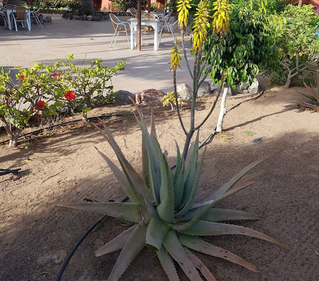 Aloe vera