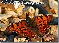 IMG_9915