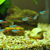 Tetra Fish