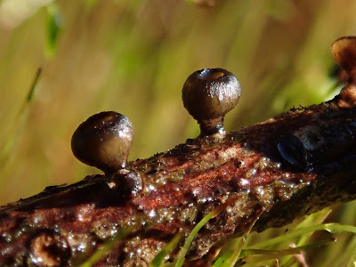  grzyby 2020, grzyby w marcu, grzyby wiosenne, Helvella leucomelaena, Pseudoplectania, baziówka jodłowa, orzechówka wiązkowa, rozszczepka kloszowa, gwiazdosz potrójny