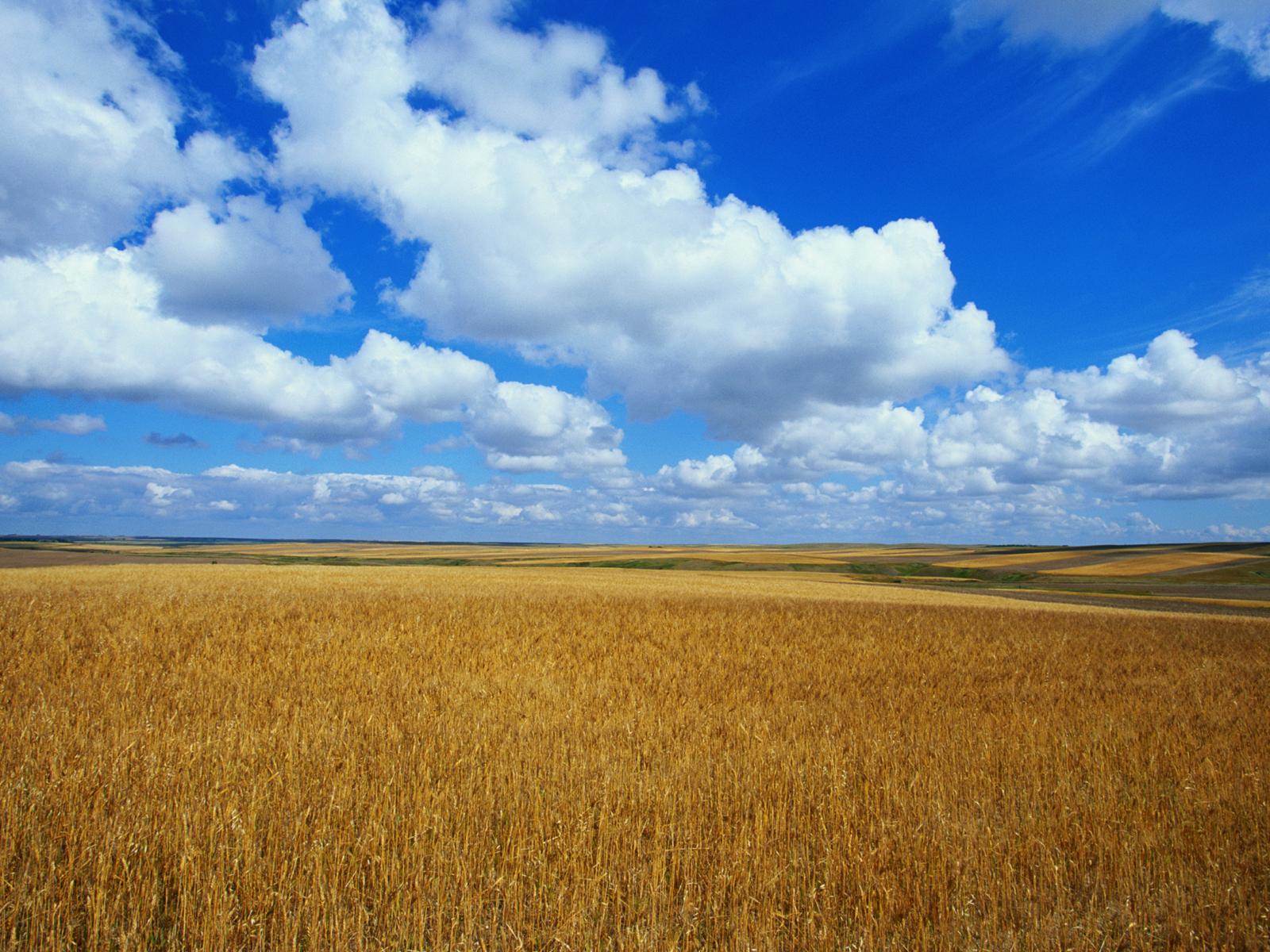 Gold Field Blue Sky Wallpaper - Free Desktop Background Wallpapers