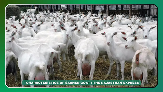 Discover the World’s Highest Milk-Producing Goat: The Saanen