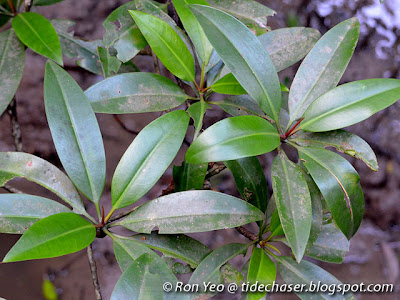 Bakau Minyak (Rhizophora apiculata)