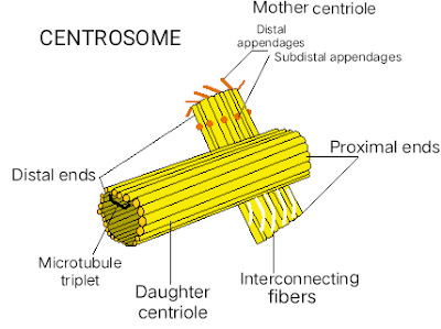 Diagram of Centrosome that have two centrioles - mother and daughter Centriole labelled with its components