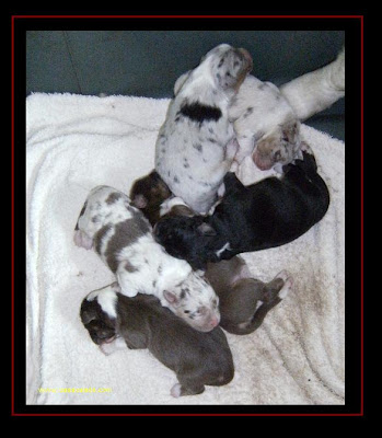 Cachorros de Pastor Australiano