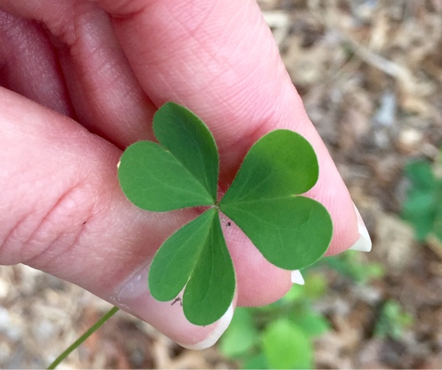 The Foraged Foodie Identifying And Foraging Common Wood Sorrel A Common Edible Weed Often Mistaken For Clover Or Shamrock Perfect For Beginners