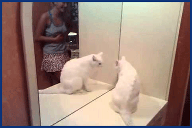Lustige weiße Katze