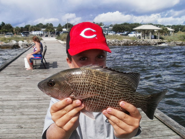 Dauphin Island Mangrove Snapper