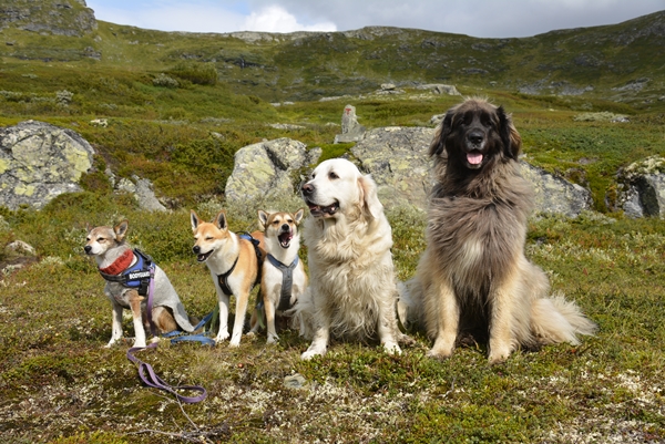 Iungsdalen Iungsdalshytta Tovika lundehund leonberger golden retriever