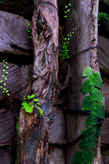 tropical plants