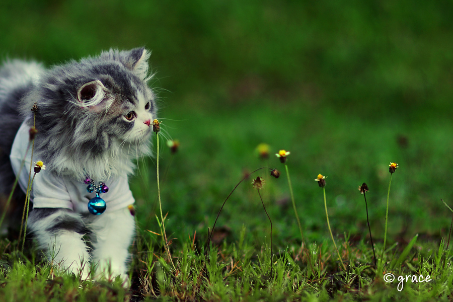 100 Wallpaper  Kucing  Lucu dan Comel Kualitas HD  Kucing  