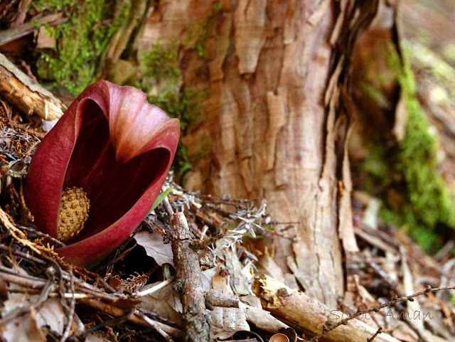 Symplocarpus renifolius