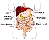 Proses Pencernaan Makanan