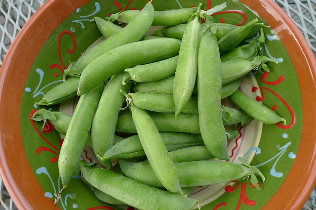 pea harvest