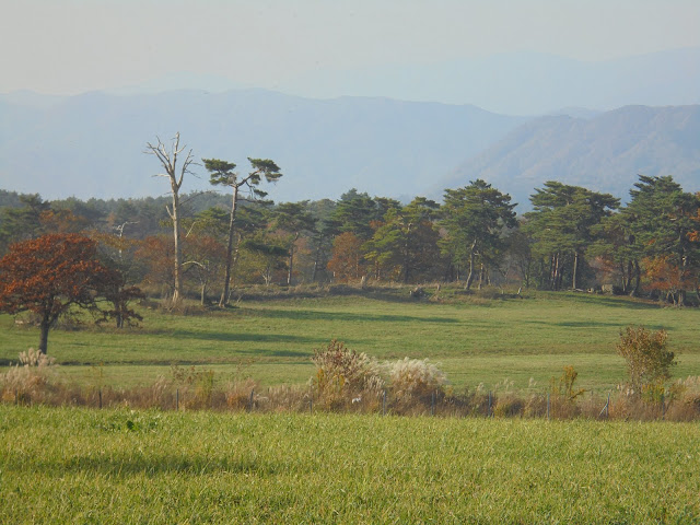 大山牧場の牧草地の風景