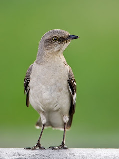 Mockingbird Bird Pictures