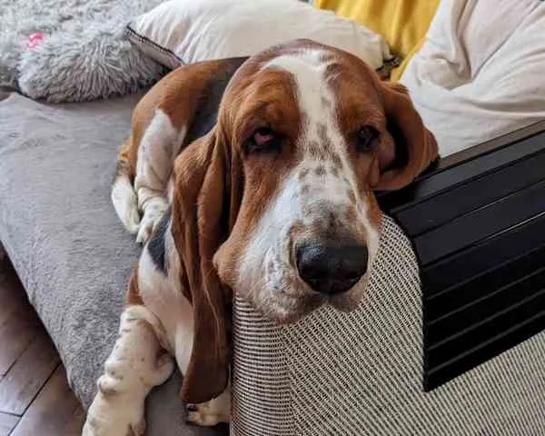 chill dog breeds Basset Hound