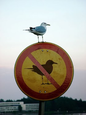 Defiant Bird Breaking the Law