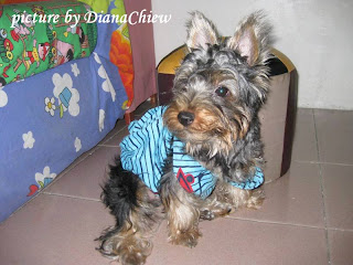 Silky-terrier