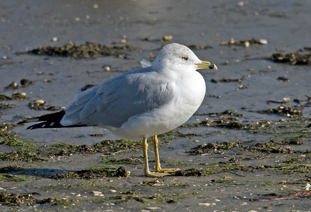 Ring-billed Gull