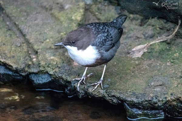 Dipper