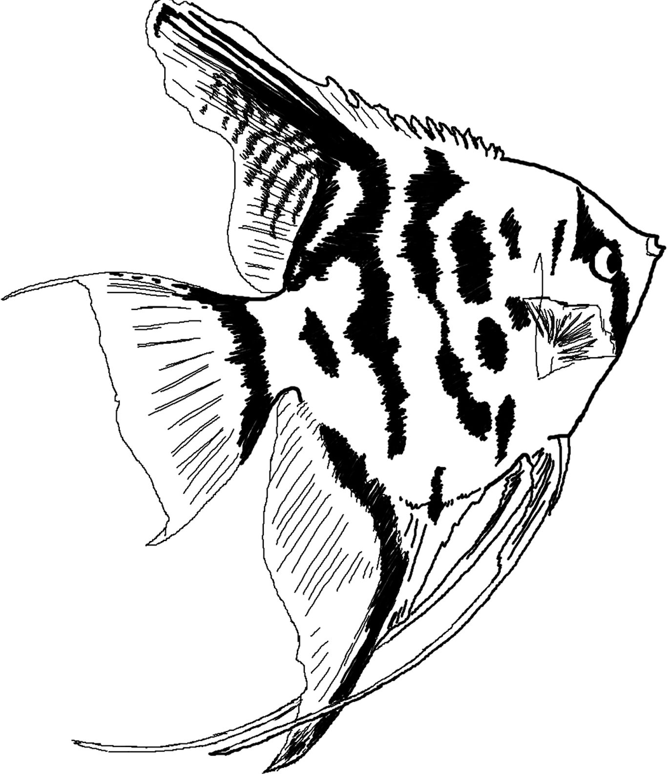 Kumpulan Gambar Kartun Ikan Hias Himpun Kartun