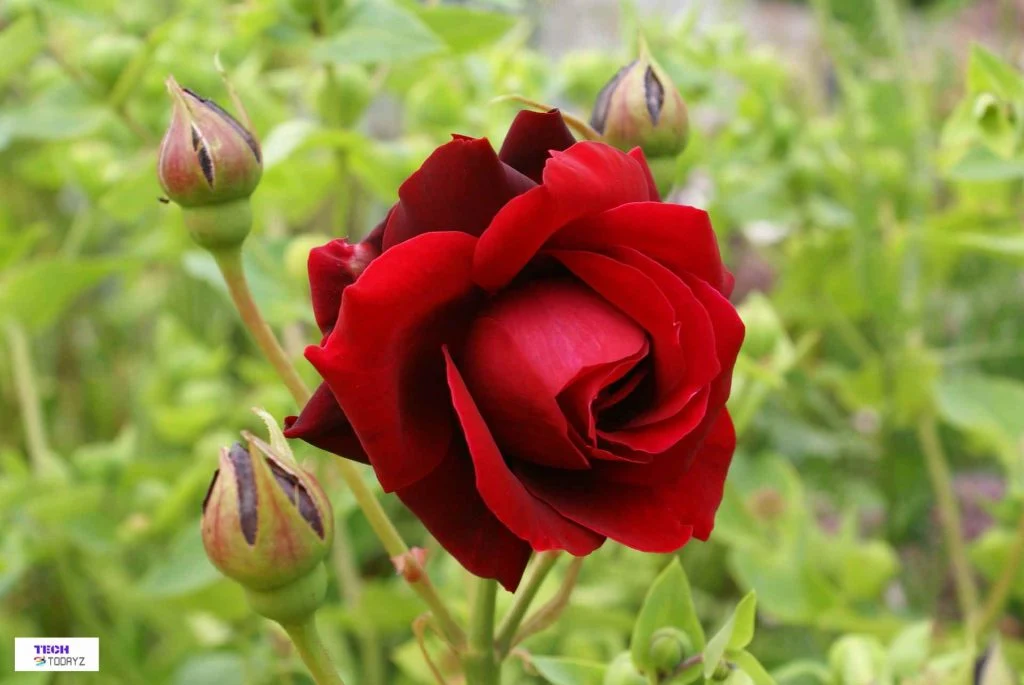 Rose Flower Images Download - Different Colors Rose Flower Images Download - rose flower - NeotericIT.com