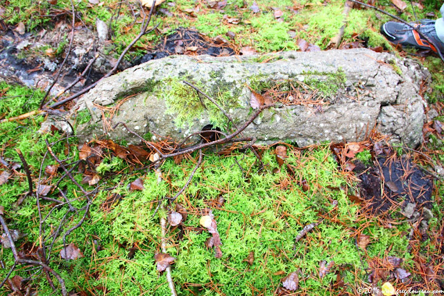 Obus de ciment, Plaine de Chanfroy, Arbonne, Trois Pignons, (C) 2014 Greg Clouzeau