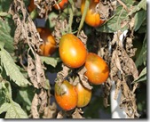 tomatoe cherry