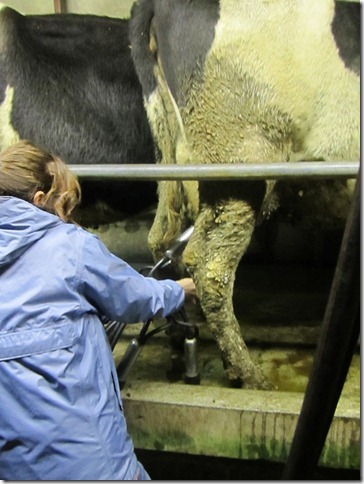 milkin cows 041