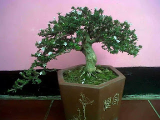 bonsai