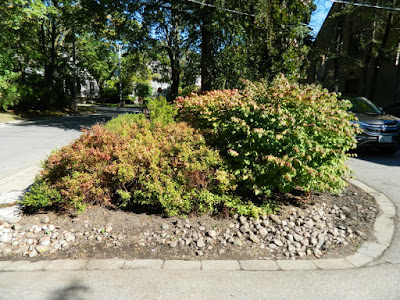 Forest Hill front yard fall clean up after by Paul Jung Gardening Services