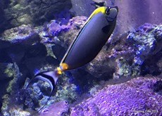 pretty fish