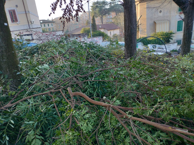 alberi distrutti comune di Roma