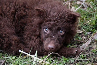 18. Le Mudi est une race de chien de berger de Hongrie qui vous enchantera par sa fourrure ondulée. (© selja26 / Reddit)