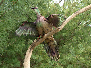 Evidences of Organic Evolution archaeopteryx