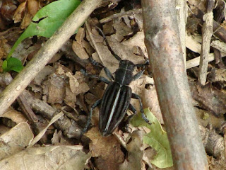 Dorcadion (Cribridorcadion) holosericeum male DSC35101