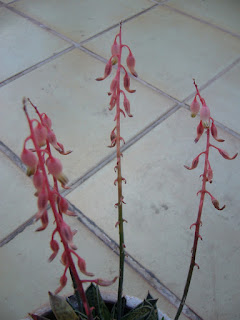 flor del cactus Gasteria maculata