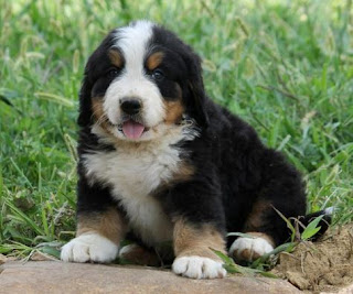 Best Bernese Mountain Dog Puppies For Sale Long Island New York www.BestPuppiesForSale.org (631) 644-0326 