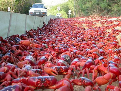 Cangrejo Rojo (Gecarcoidea natalis)