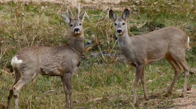 Capreolus capreolus