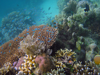 Coral Reefs