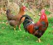 Eliminate Poultry