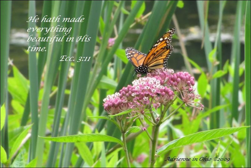monarch butterfly with scripture quote- photo by Adrienne Zwart