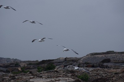 2011_0524malmön0065