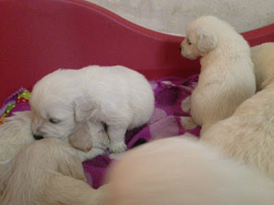 cachorros golden retriever